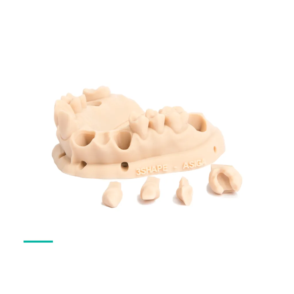DentaMODEL_02_1.webp